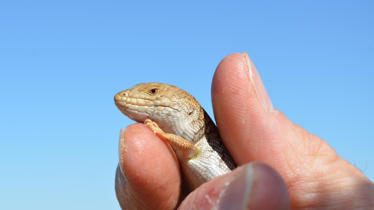 Bid to save rare Aussie skink from traders
