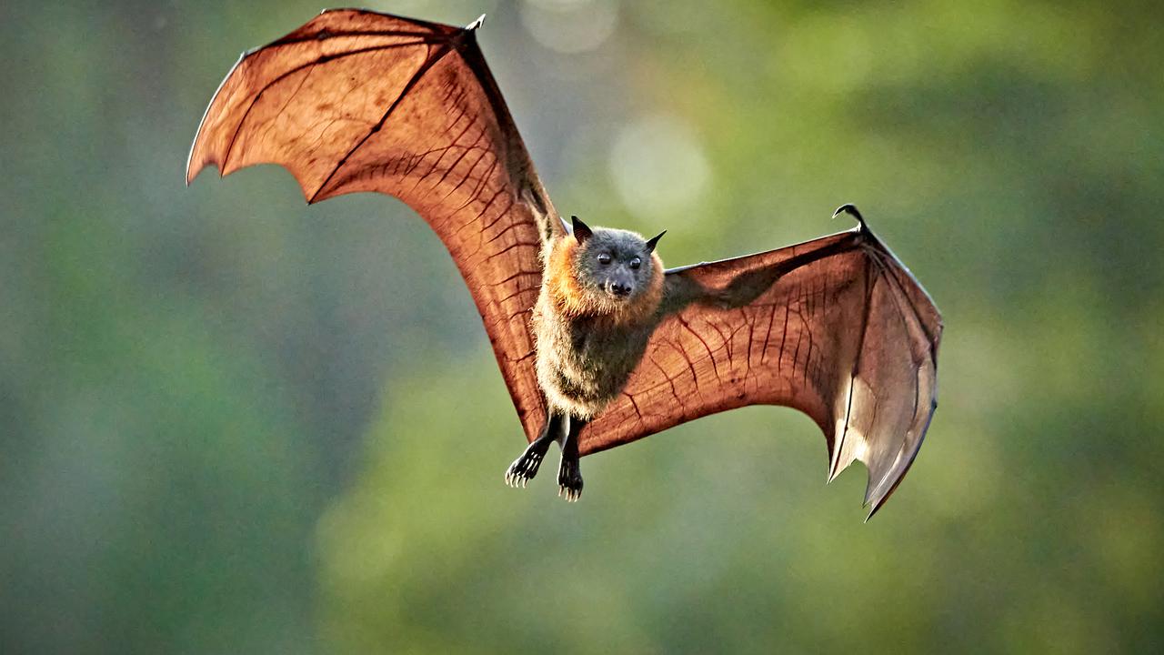 Bat behaviour sparks Hendra virus risk