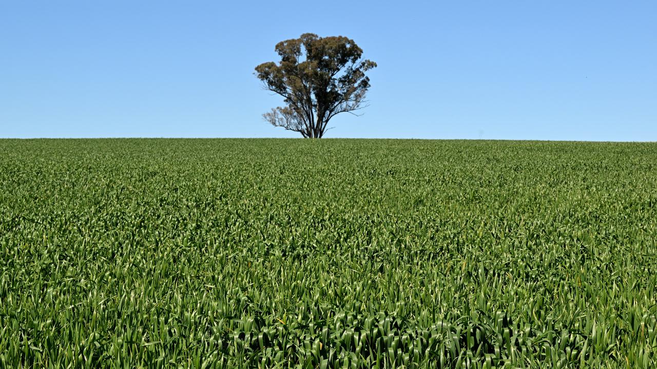  NSW agriculture production breaks records 