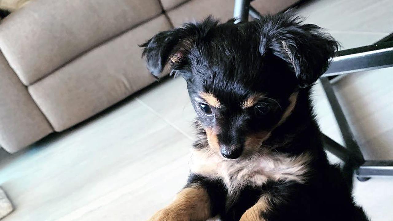 Man charged over alleged puppy attack