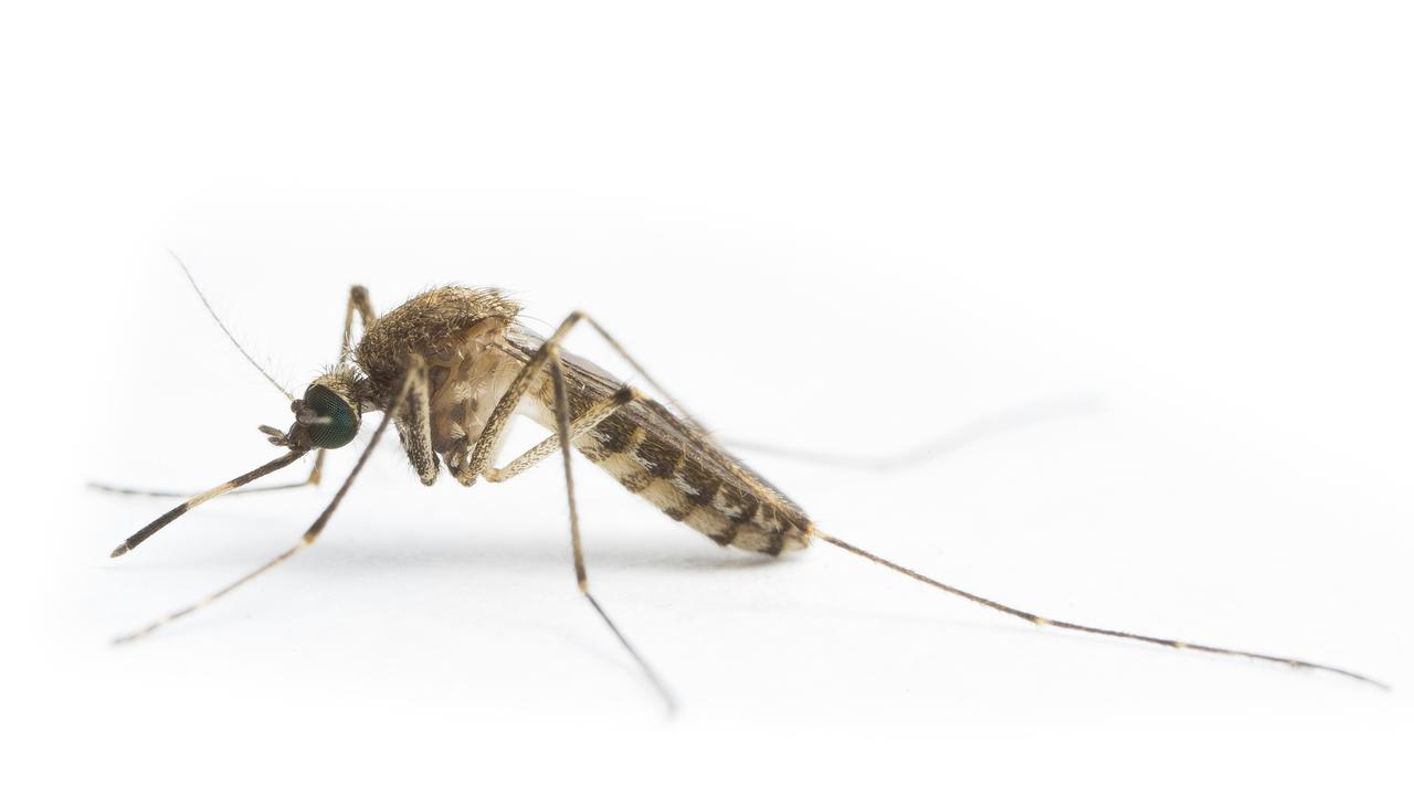 Vic warned of disease-carrying mosquitoes