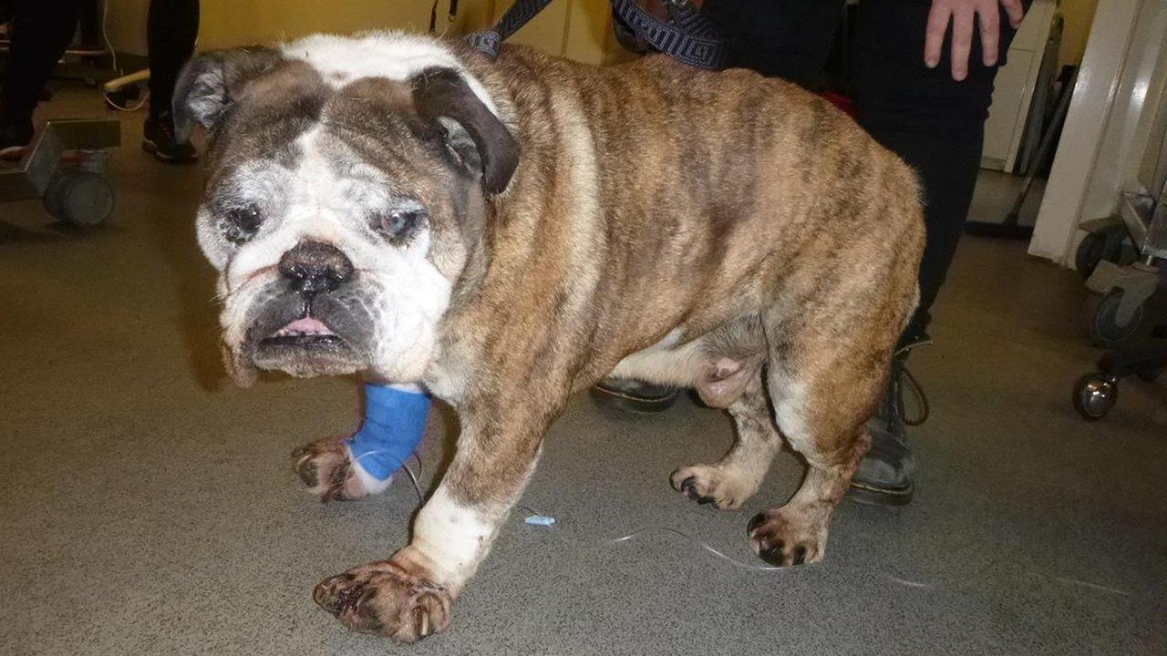  Vic pet owner fined over bulldog neglect 