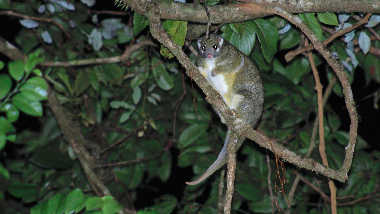 Extinction threat for Wet Tropic possums 