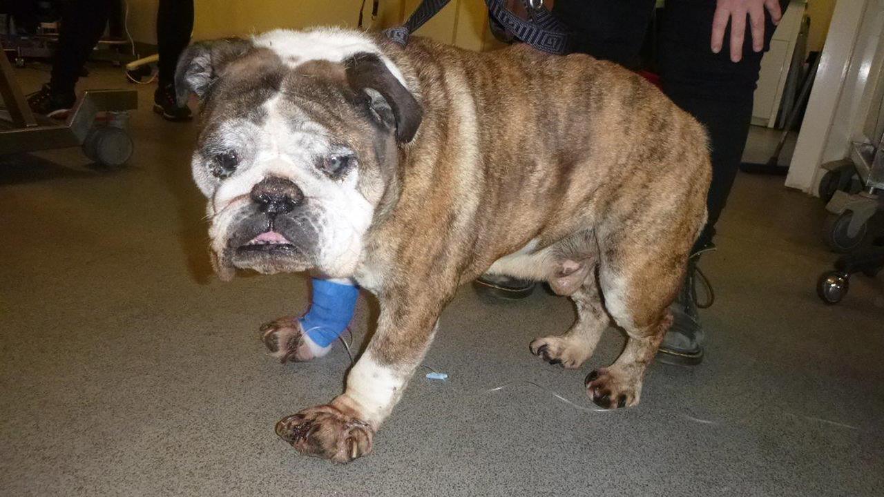  The worst places for animal cruelty in Vic 