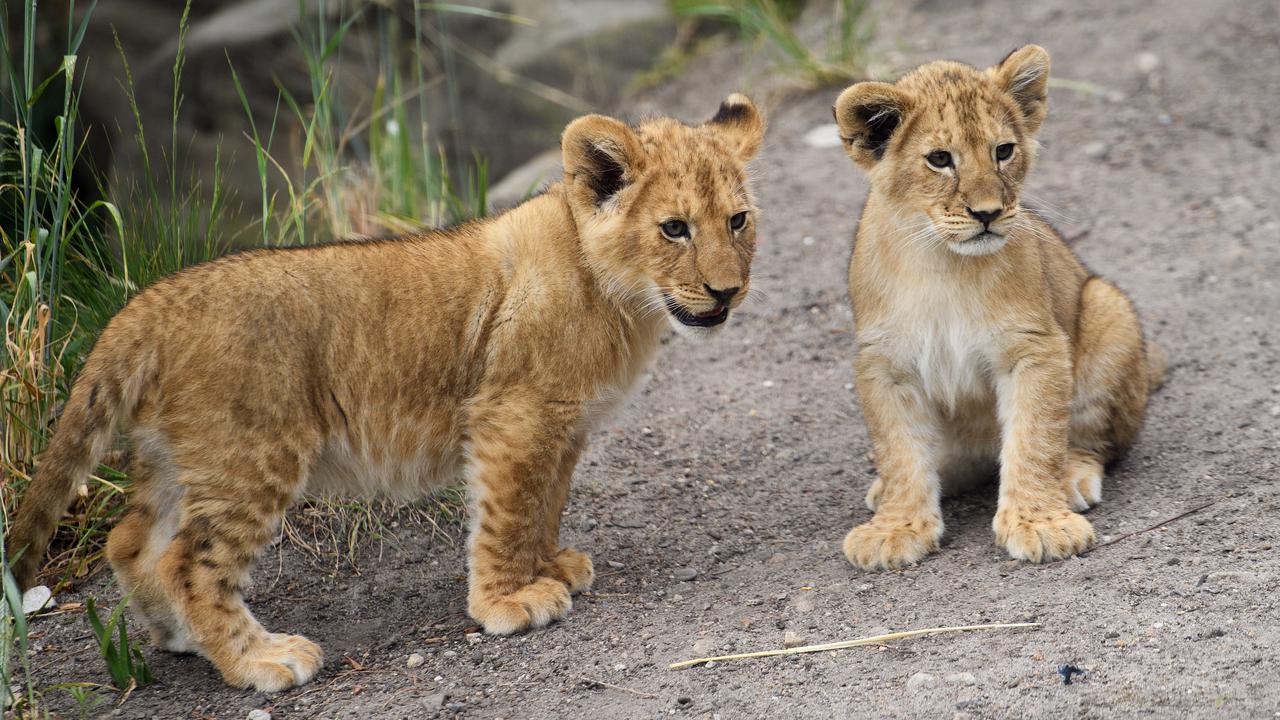 Cub led escape from Taronga lion enclosure
