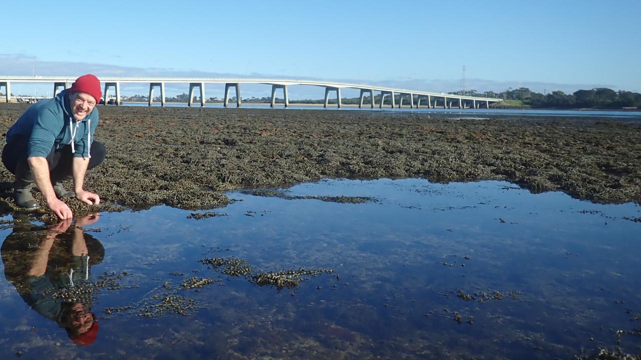 Race on to save 'butterflies of the sea'