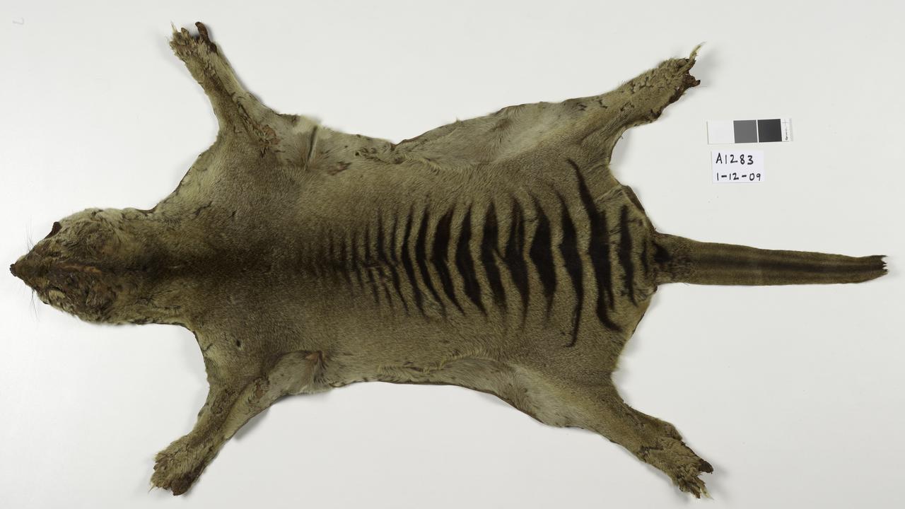 Long lost Tassie tiger found at museum