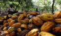  Ivory Coast 2022/23 cocoa arrivals seen at 838,000 T by Dec. 4 -exporters 