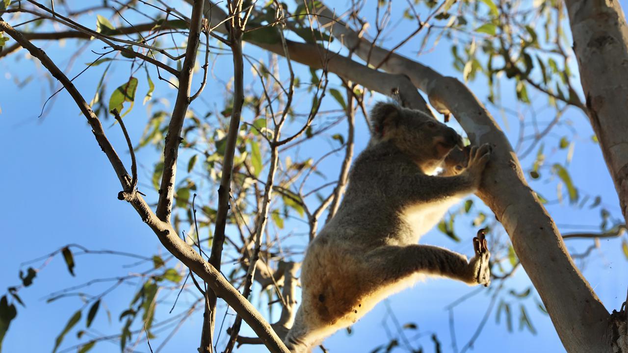 Sydney needs koala belt in planning future