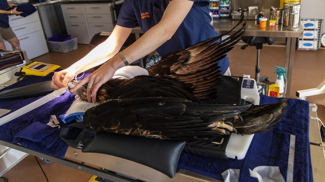 Hi-tech rehab for injured birds of prey