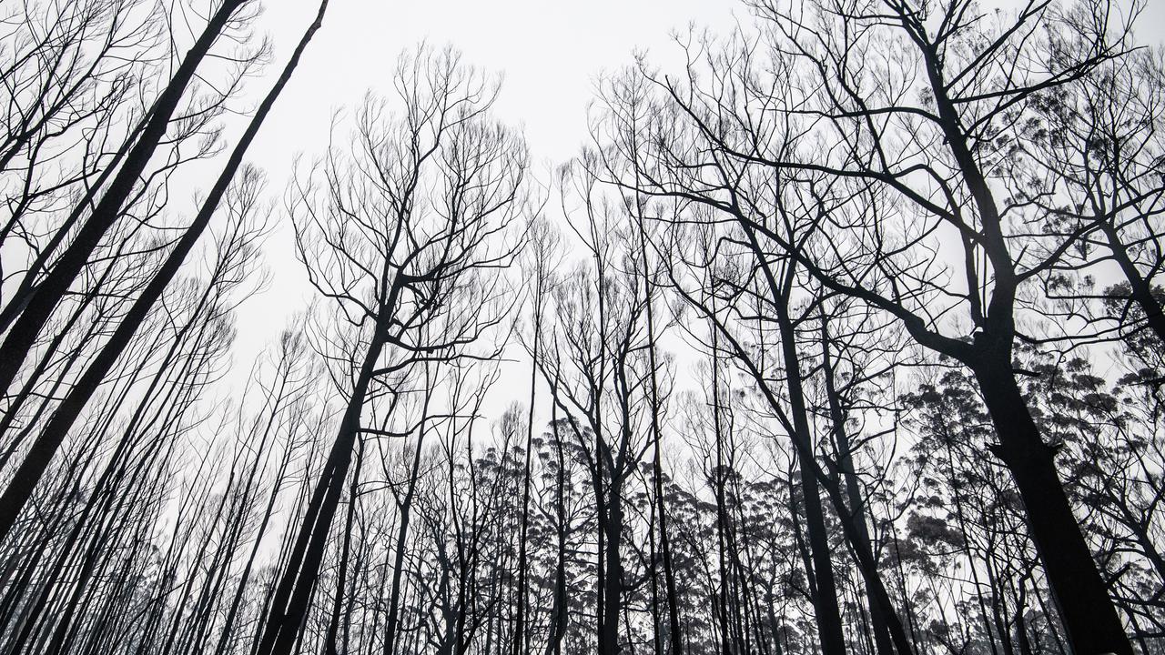 Bush crime and the pull of rural dystopia
