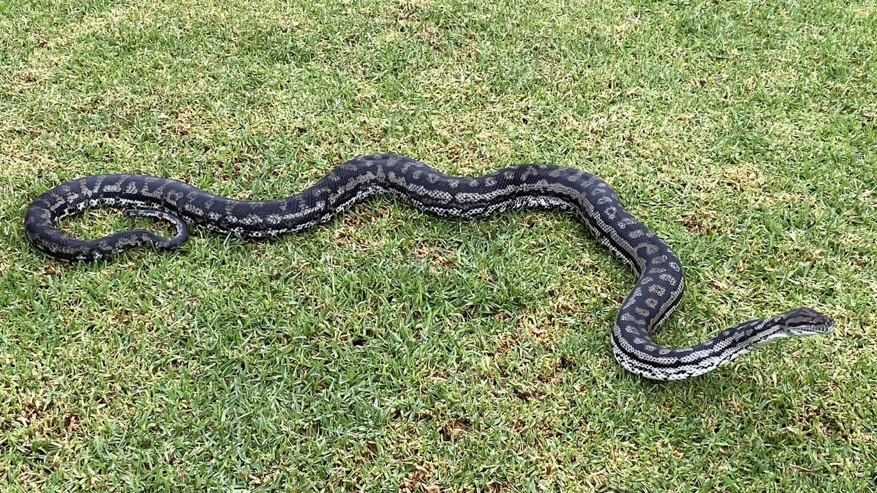 Home python cage allegedly full of faeces