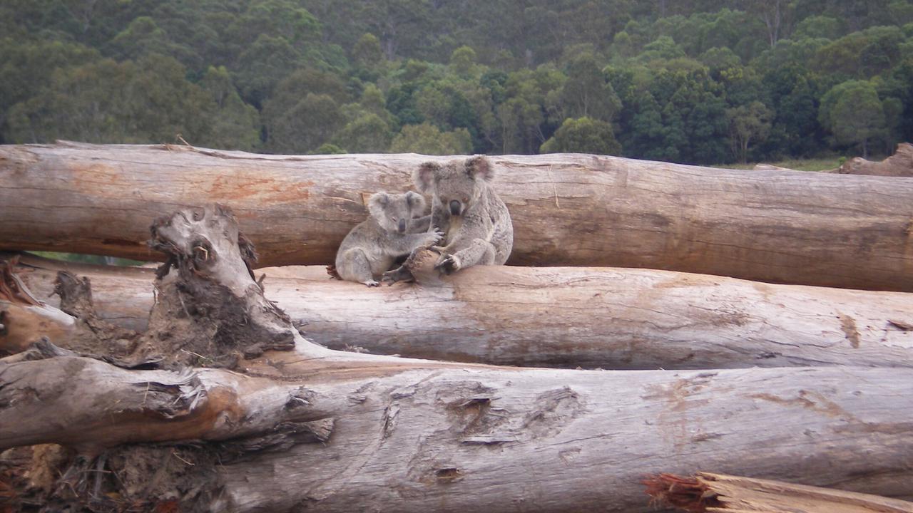 NSW native forest logging up 175 per cent
