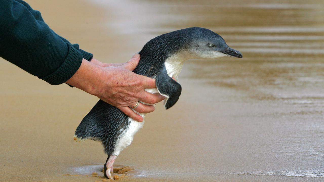 Melbourne animal hospital future in limbo