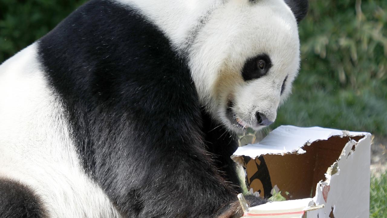  Phone-drop teen saved from panda enclosure 