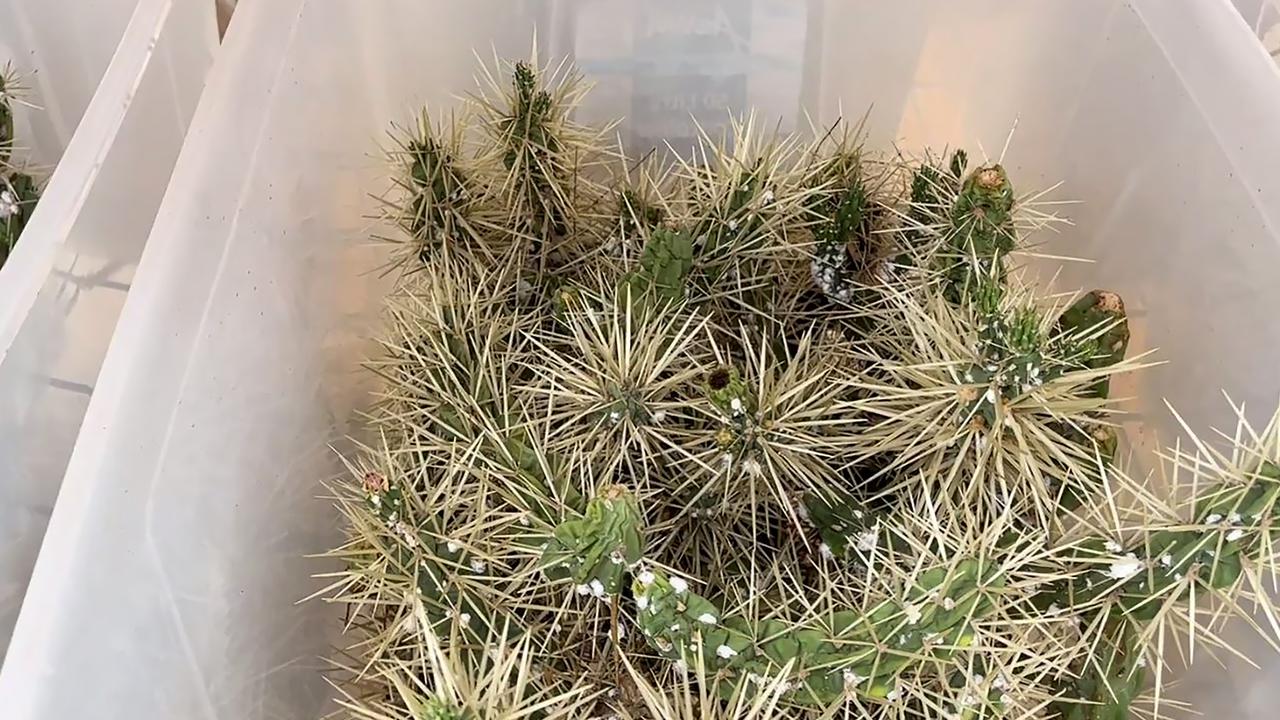 Funding for NSW fight against prickly pear