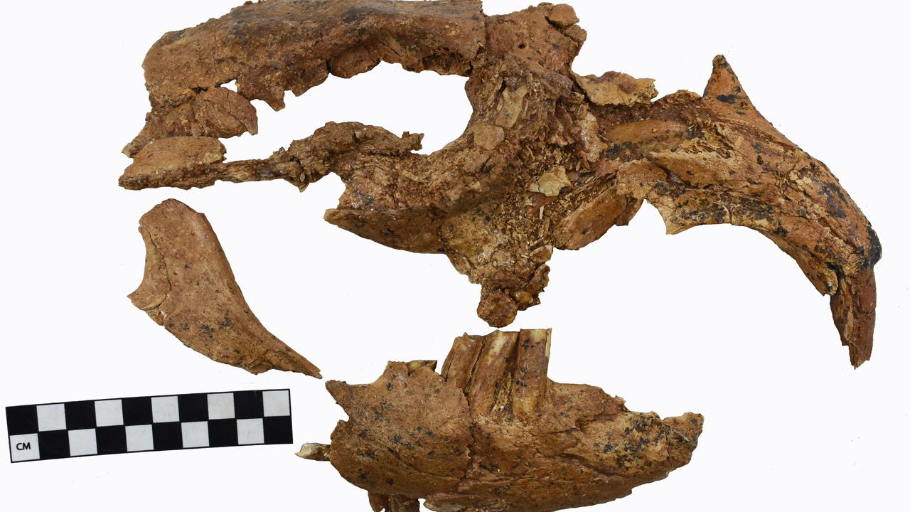 New details on Aust's other giant wombat