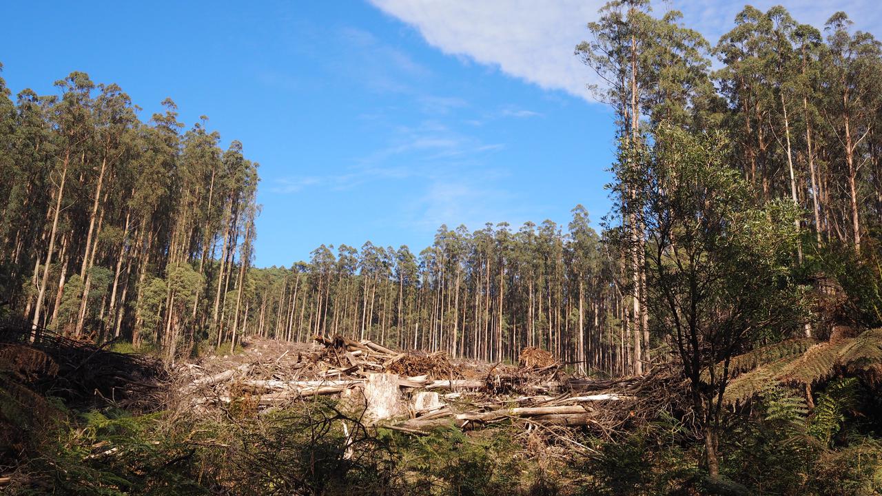 Vic sawmills helped in timber transition