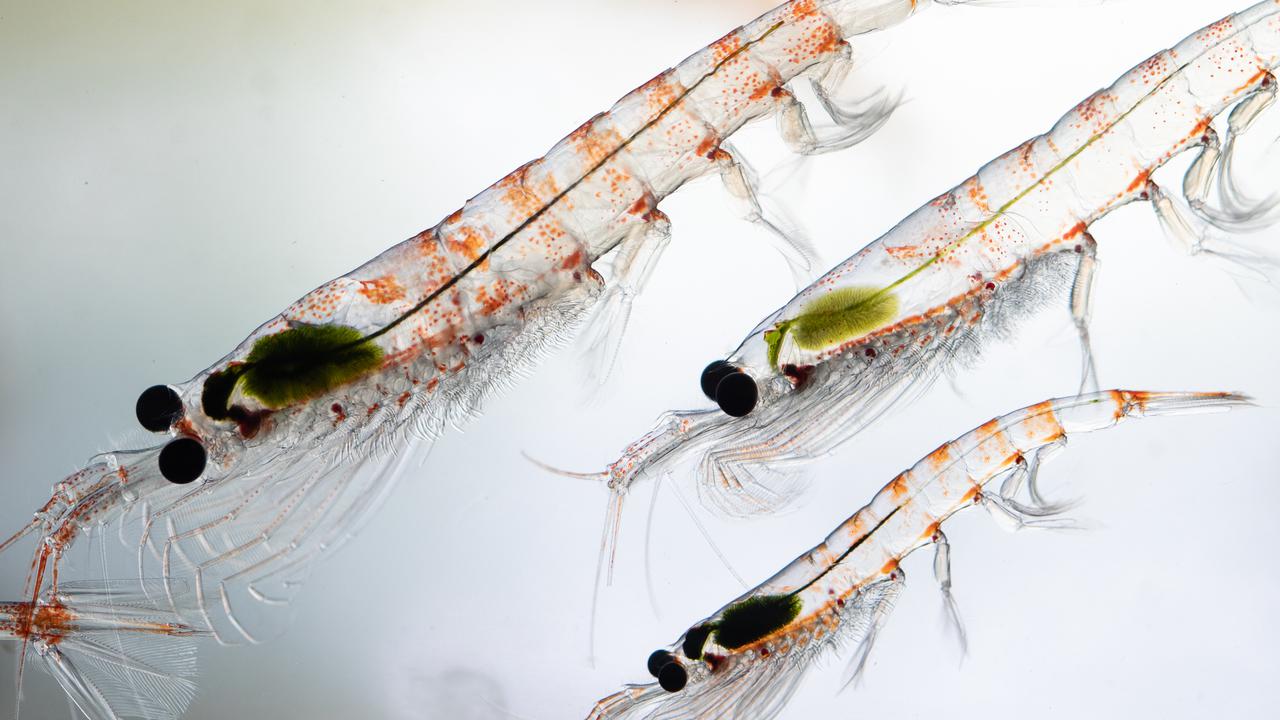 Tiny unsung ocean heroes nab research hub