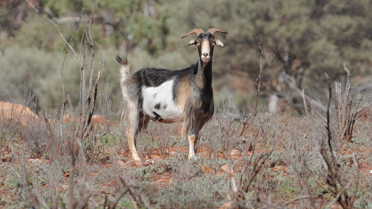 Truckie charged with killing herd of goats