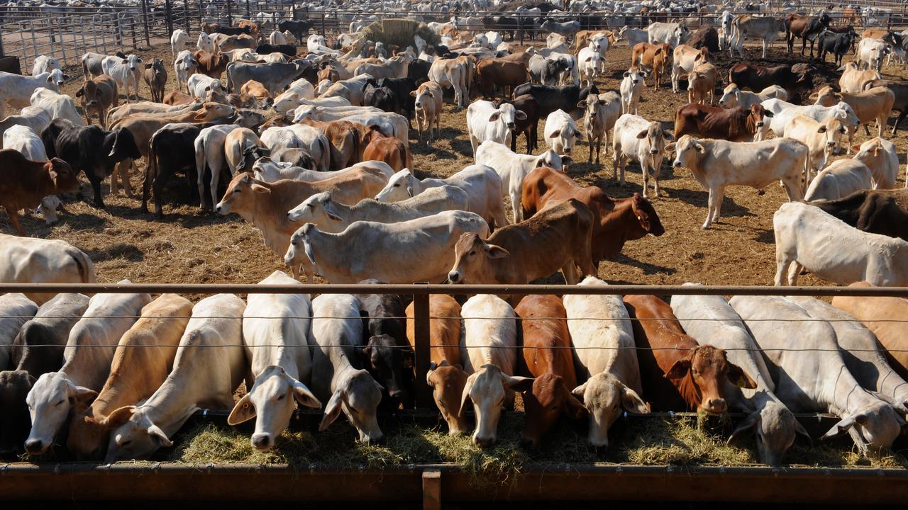Govt in talks over live cattle export ban