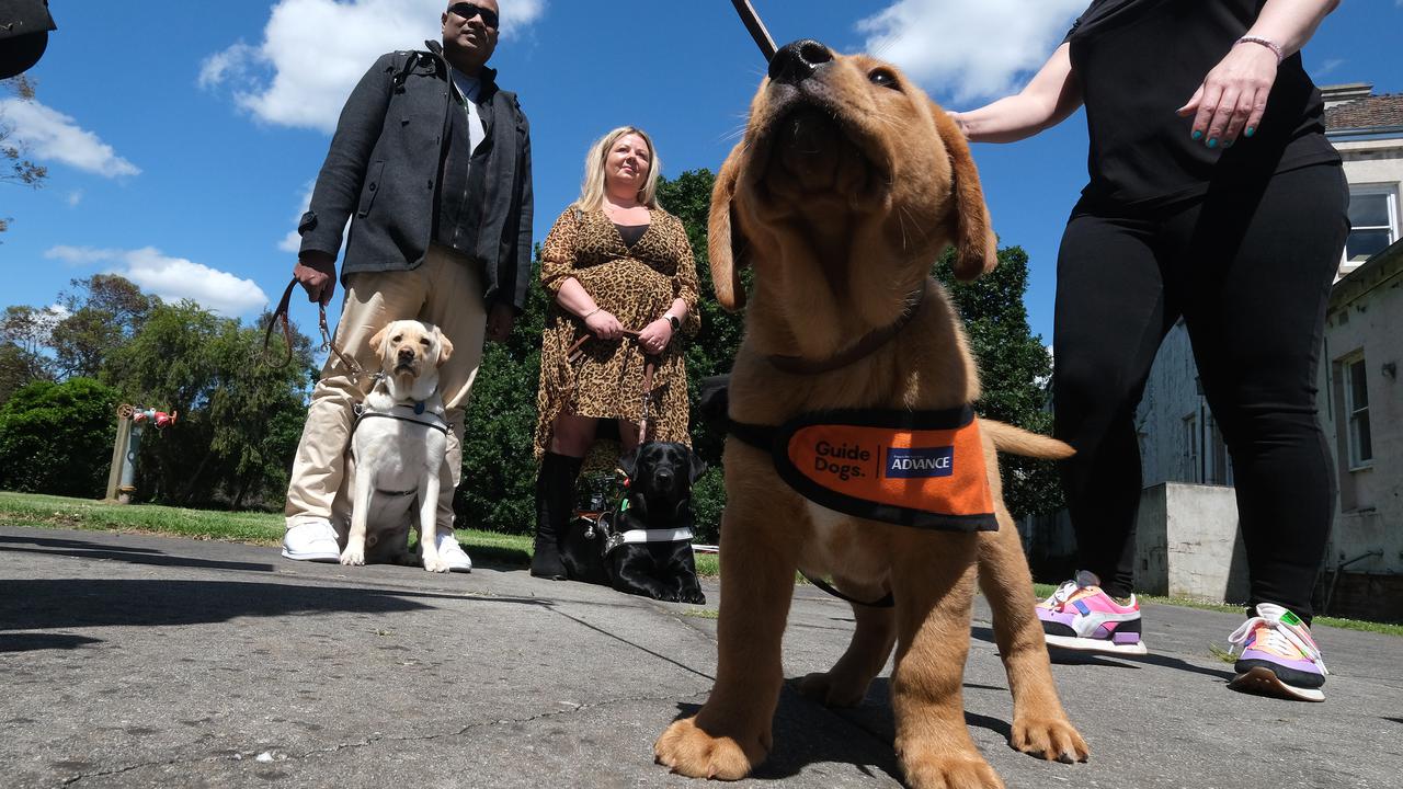 Guide Dog raisers needed from city to bush