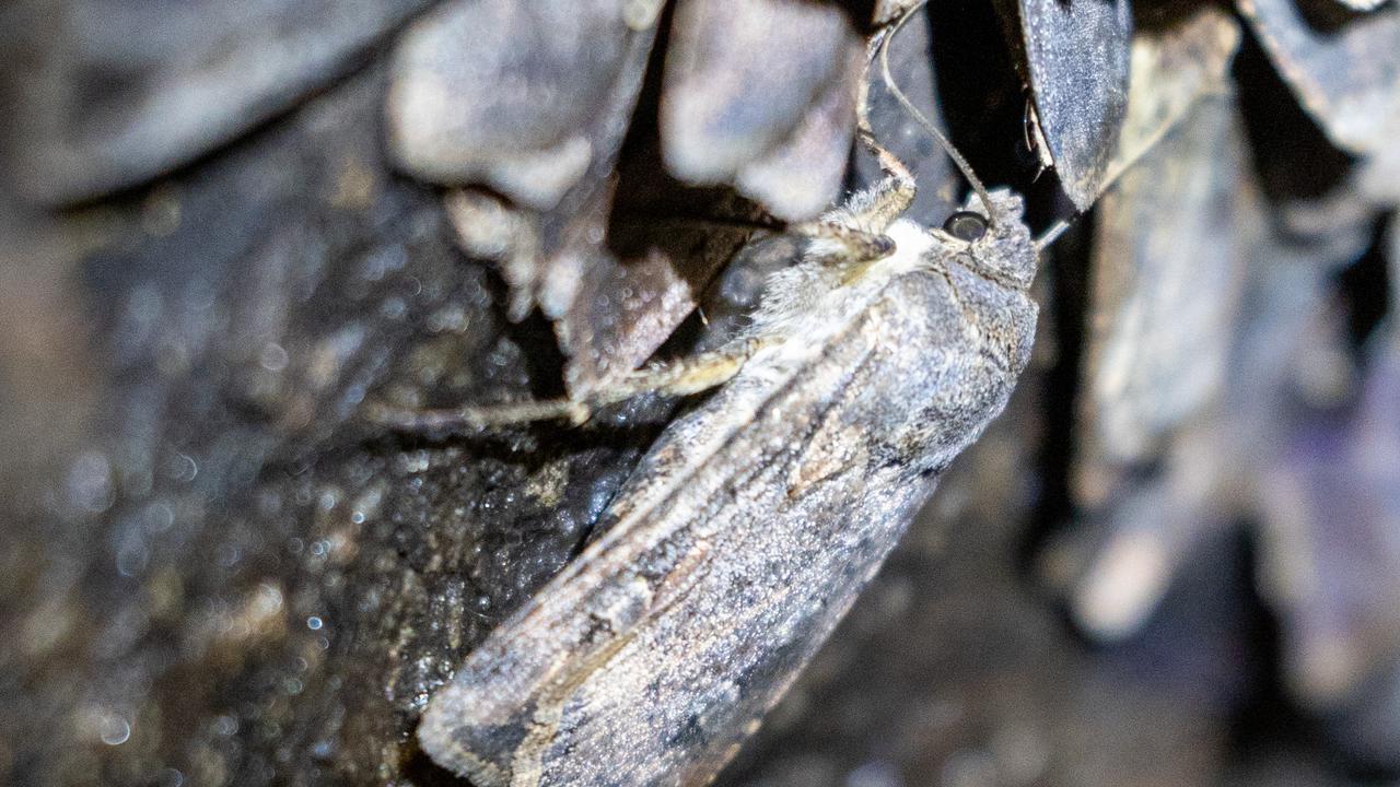 Endangered moth fights against extinction