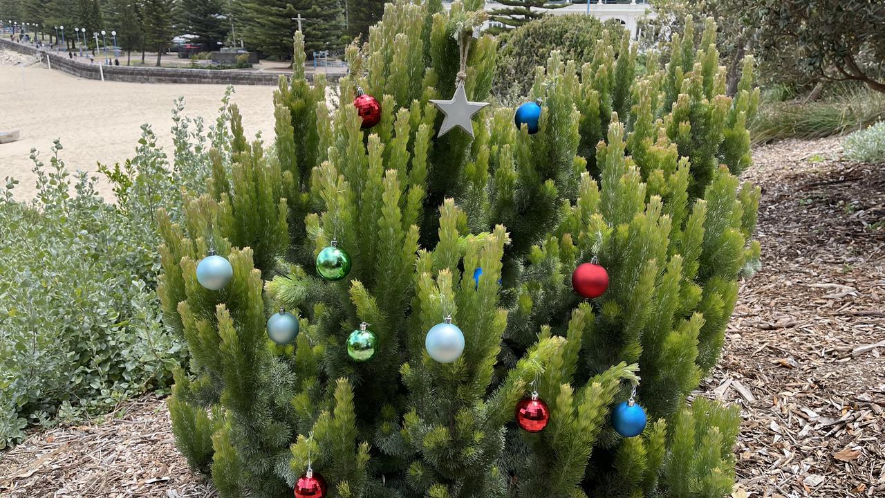 Native Xmas trees can beat shortage