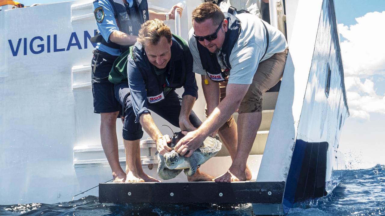 Researchers spy on 'teenage' turtles