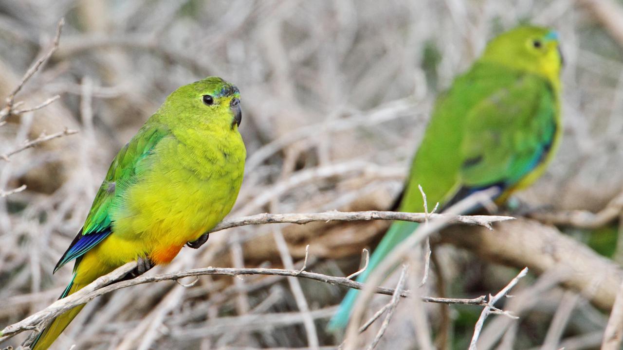 Record return for rare migratory parrot