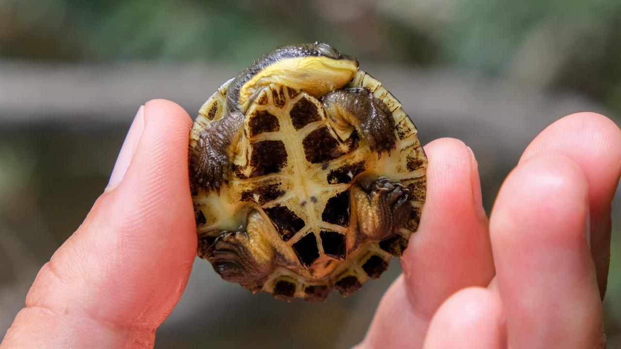 Turtle hatchlings joy after NSW disasters