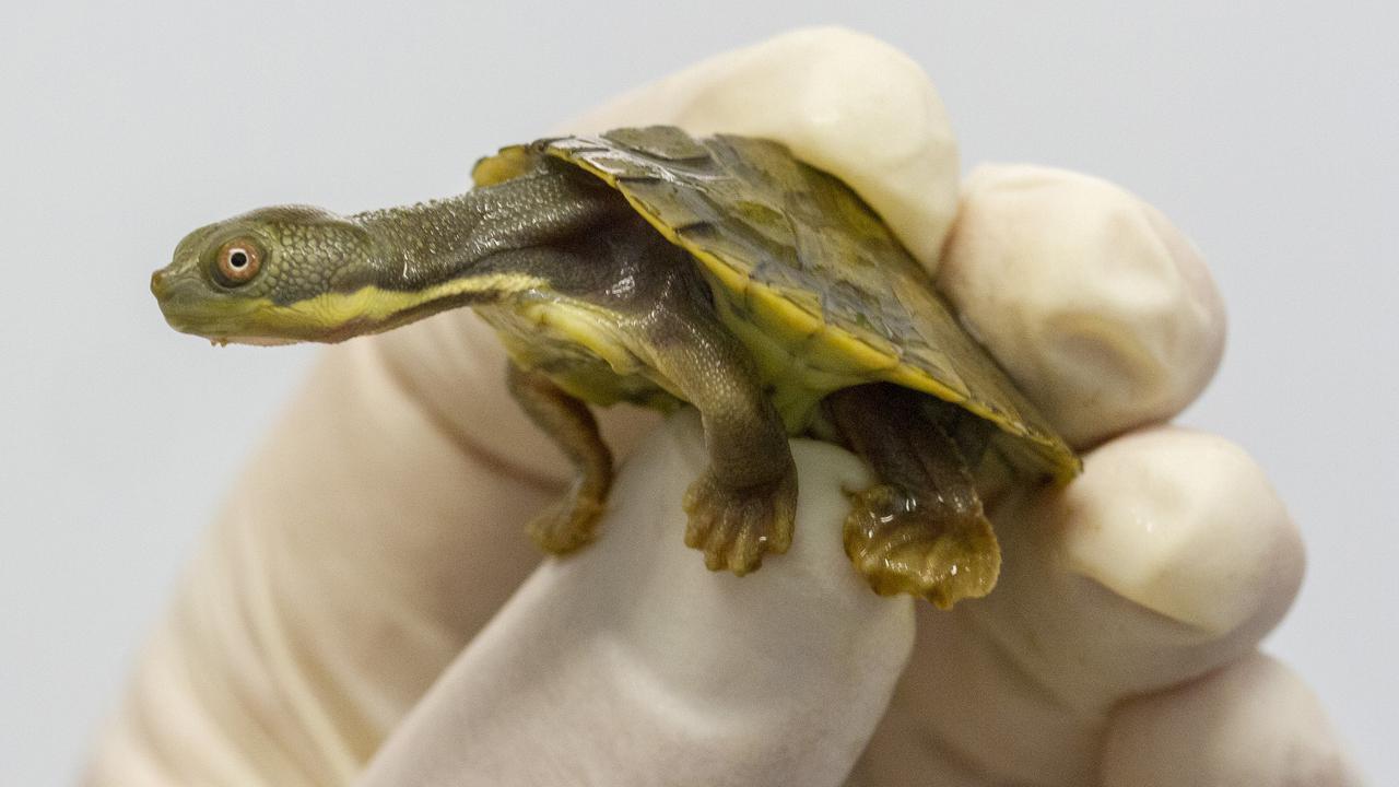 Wastewater plan fears for rare turtles