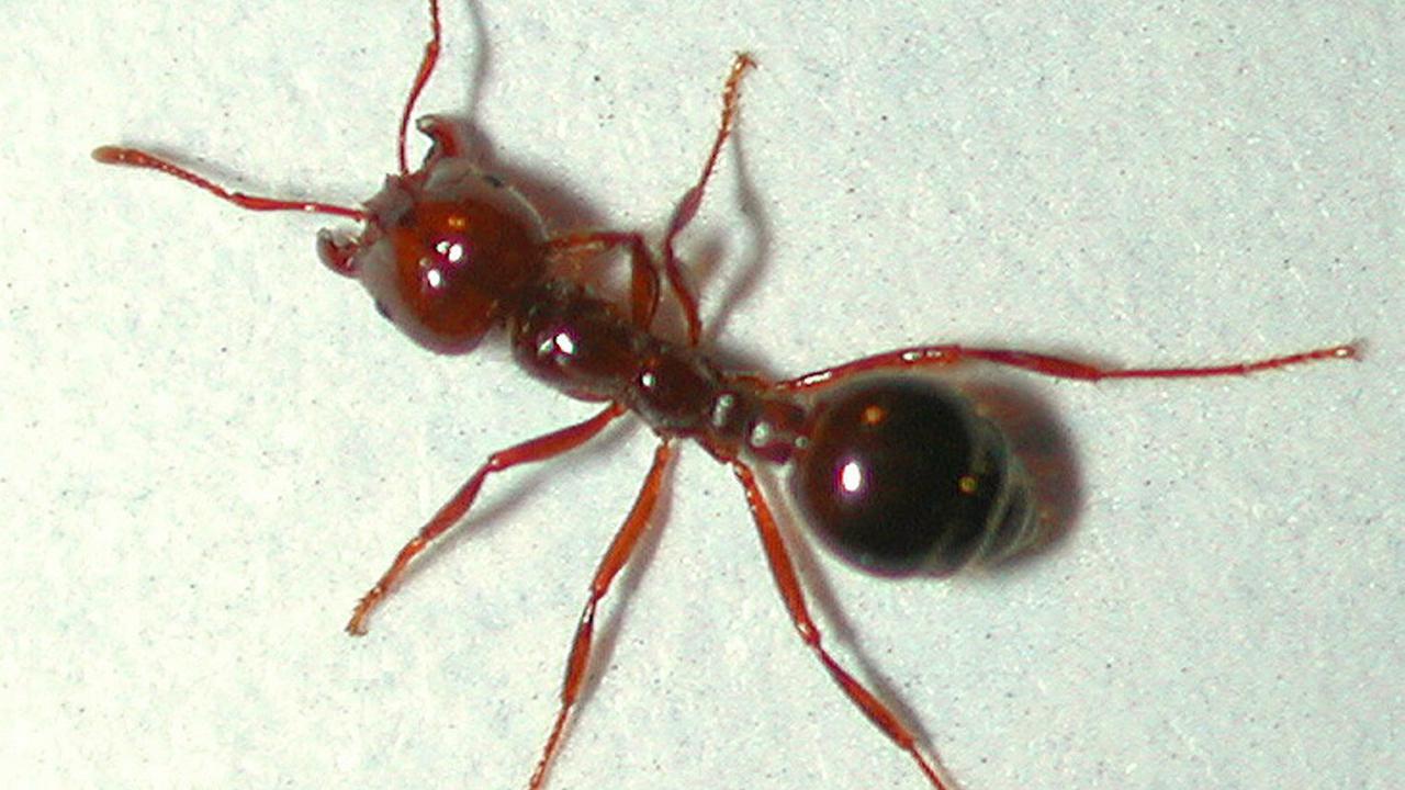Exotic ant gets flick after three years