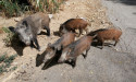  Italy eases hunting rules to fight wild boar 'invasion' 