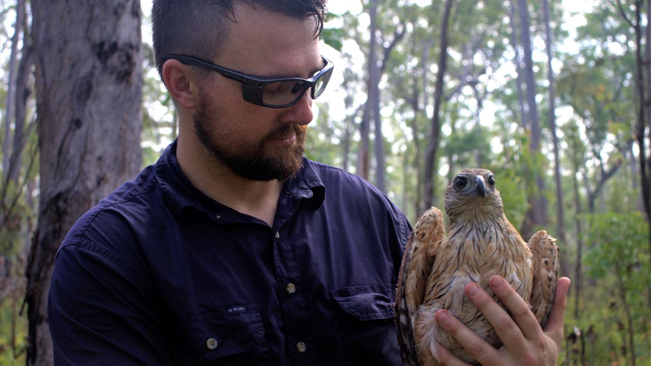 Expert hiding skills reveal hawk's secrets