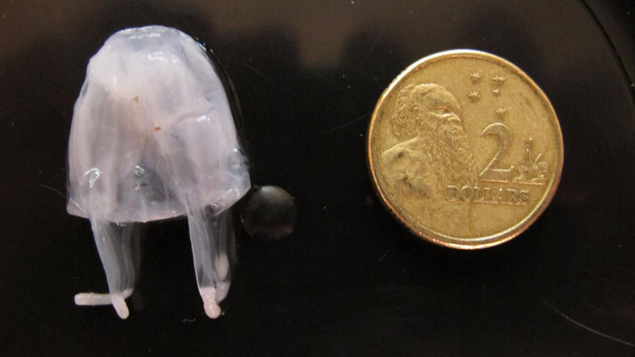 Jellyfish stings child on Fraser Island