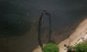  Brazil's haunting graveyard of ships risks environmental disaster, warns activist group 