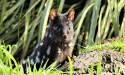 Endangered quolls given 'second chance'