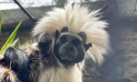 Tamarin twins tour Adelaide Zoo tunnels