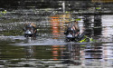 Body found after missing swimmer search