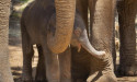 Baby sister for elephants at Melbourne Zoo