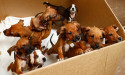 Animal shelters face 'catastrophic' influx