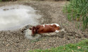Cow bogs in dam after Sydney shops rescue