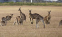  Kangaroo kill quota increase condemned 