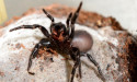  Study questions funnel-web aggression 