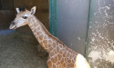 SA giraffe calf to be hand-raised