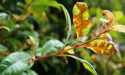 Aussie science tackling rusty plant threat