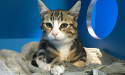 Push to change pet rules in rentals
