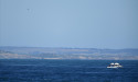 Search for missing swimmer continues