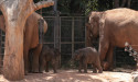 Baby elephants on show at Melbourne Zoo
